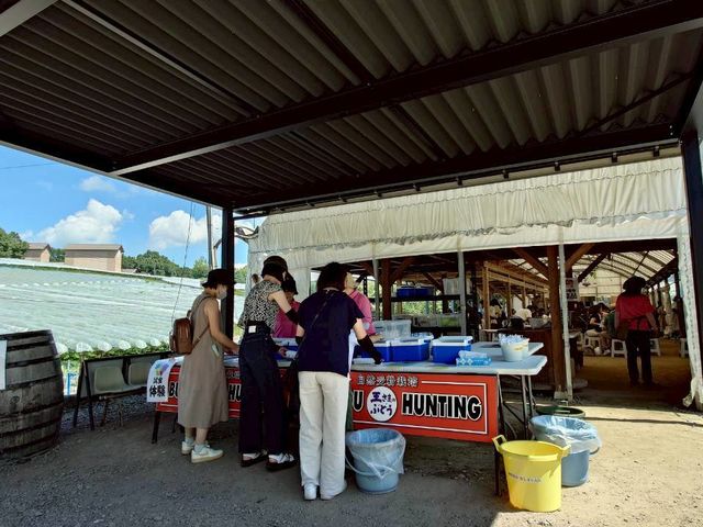 時期によって色んな品種があるので選ぶのも楽しみのひとつ♪_王さまのぶどう旅行村農園