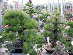 稲沢植木センターの写真1