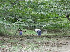 水越栗園の写真1