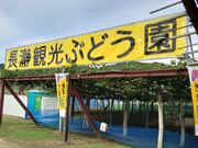 観光ぶどう園の写真2