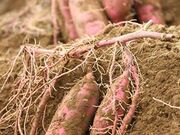 益子町いもほり観光農園の写真2