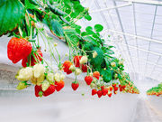 おきうね農園の写真3