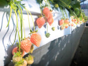 おきうね農園の写真4