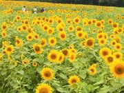 成田ゆめ牧場の写真2