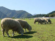 服部牧場の写真2