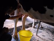 服部牧場の写真3