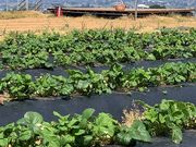 立野原観光農園の写真3