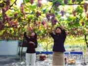 ぶどう狩りの写真1