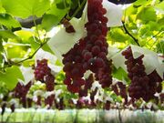 ぶどう狩りの写真2