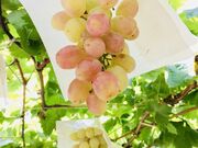 ぶどう狩りの写真3