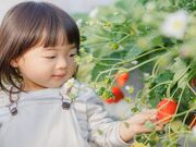 大倉戸観光農園の写真1