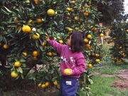 みかん狩り鈴ケ谷センターの写真1