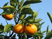 みかん狩り鈴ケ谷センターの写真2