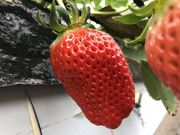 船木果樹園の写真3