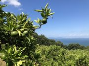 小豆島夕陽ヶ丘みかん園の写真2