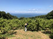 小豆島夕陽ヶ丘みかん園の写真4