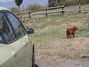 阿蘇観光牧場の写真1