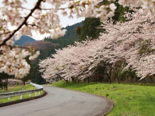 船尾自然公園(4月)_船尾自然公園