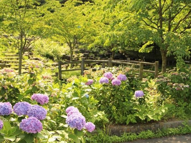 船尾自然公園(6月)_船尾自然公園