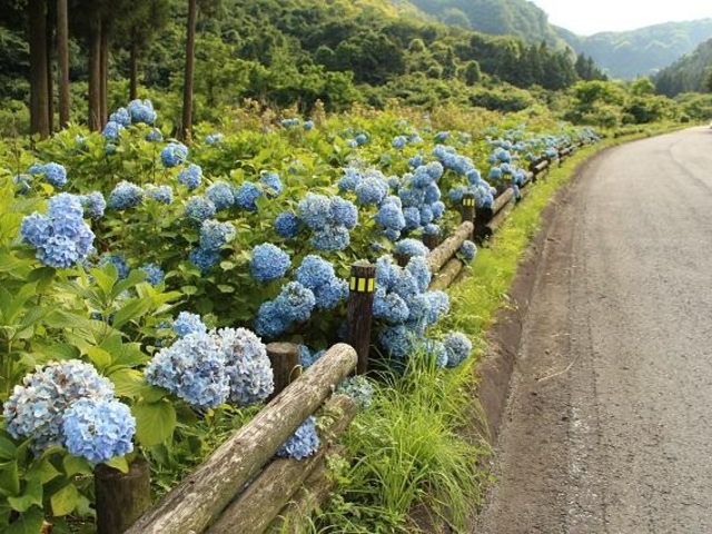 船尾自然公園(6月)_船尾自然公園