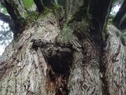 東海自然歩道の写真2