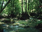 悠久の森の写真2