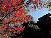 妙義紅葉ラインの写真1