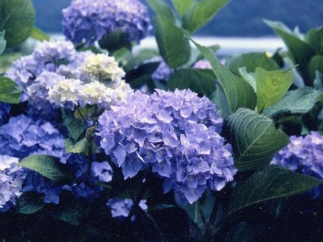 余呉湖あじさい園の写真1