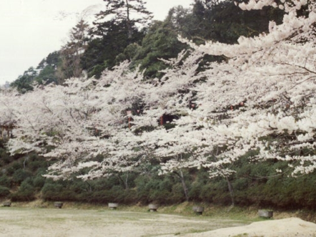 滝上公園の桜、ツツジの写真1