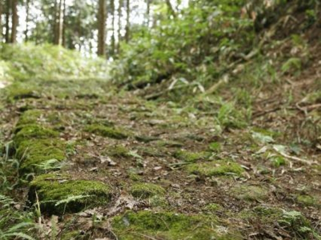 歴史の道100選「宮津街道大江山普甲峠越え」_宮津街道普甲峠越