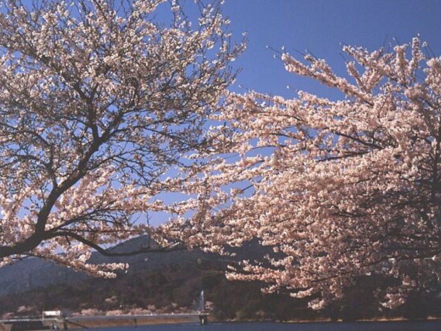 甲山周辺の桜