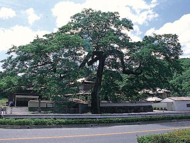 矢野の大ムクノキの写真1