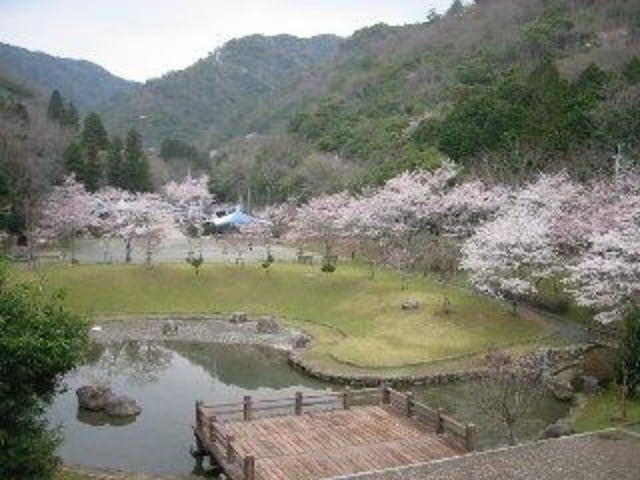 羅漢渓谷の桜の写真1
