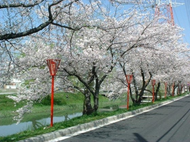 鹿島川沿いの桜の写真1