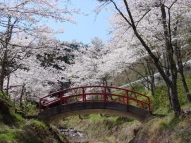鼓峠の桜の写真1
