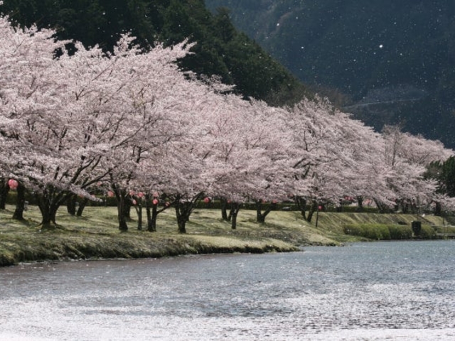 池の平公園の桜の写真1
