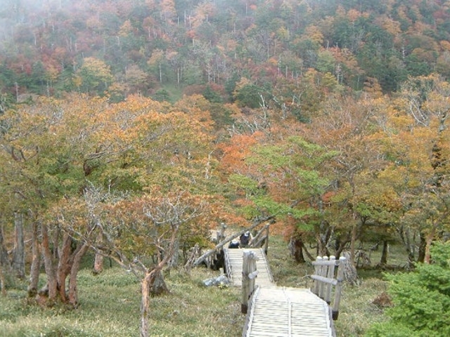大台ヶ原の紅葉