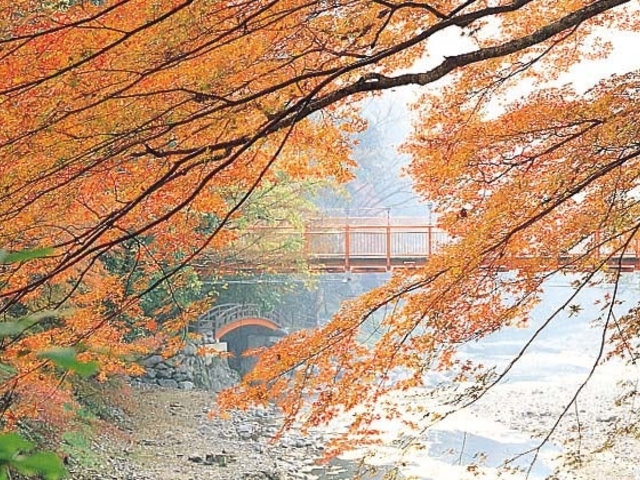 丹生川上神社付近の紅葉の写真1