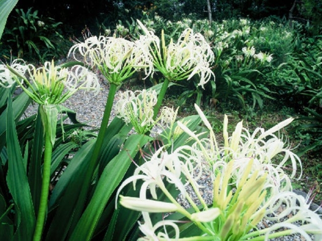 ハマユウ群生地の写真1