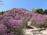 滝上公園の桜、ツツジの写真2