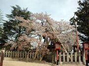 滝上公園の桜、ツツジの写真3