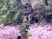 雲岩公園のツツジの写真1