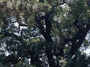 海清寺の大クスの写真1