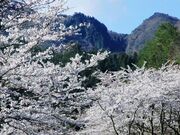 鼓峠の桜の写真2