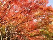 王地山公園の紅葉の写真1