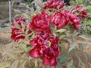 富満万勝院の牡丹の写真1