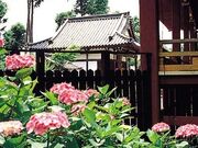 久米寺のあじさいの写真1