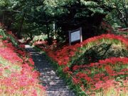 佛隆寺のヒガンバナの写真1