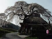 西光寺の枝垂桜の写真1