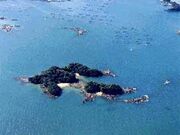 神島の暖地性植物の写真1